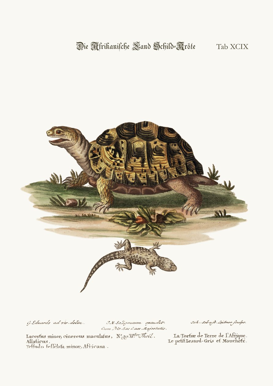 Den afrikanske landskilpadden. Den lille flekkete grå øglen, 1749-73 av George Edwards
