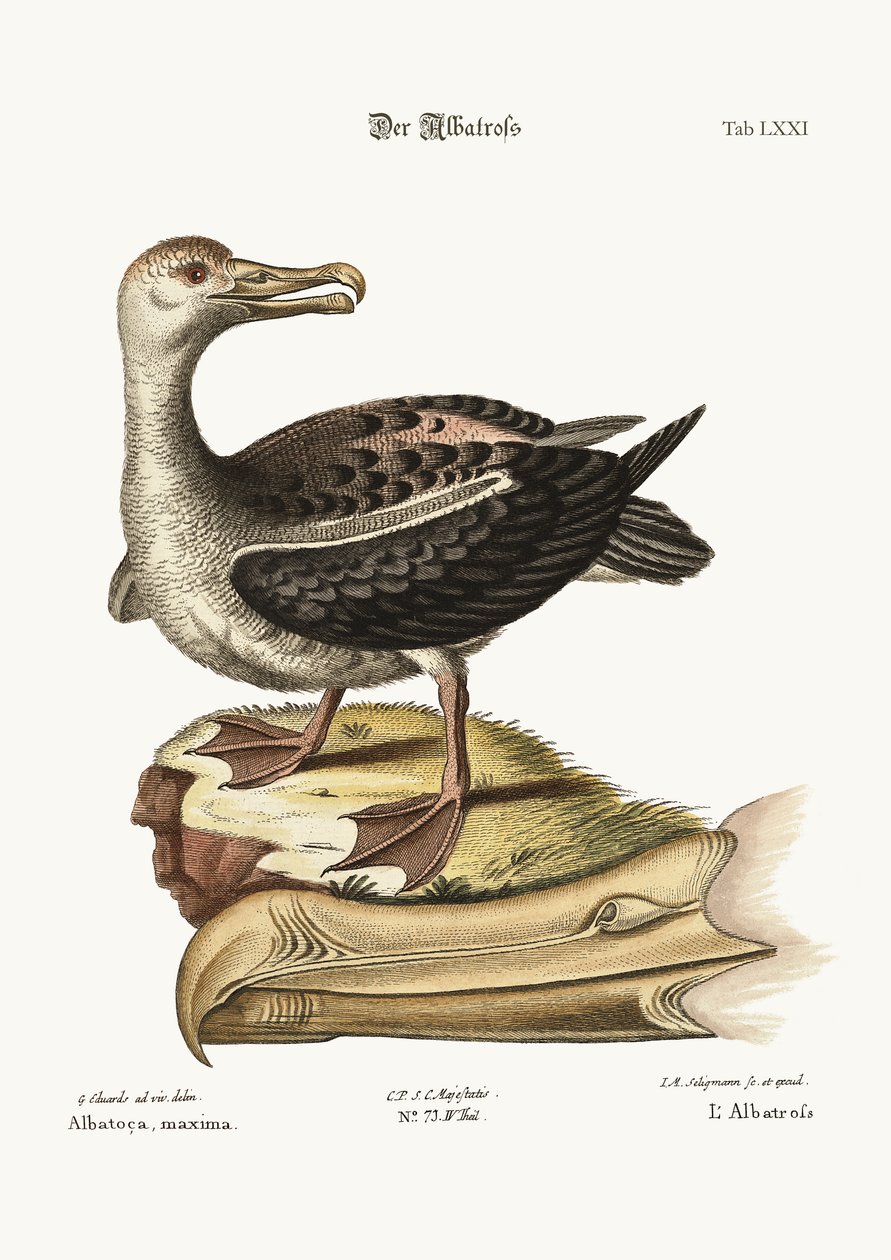 Albatrossen, 1749-73 av George Edwards