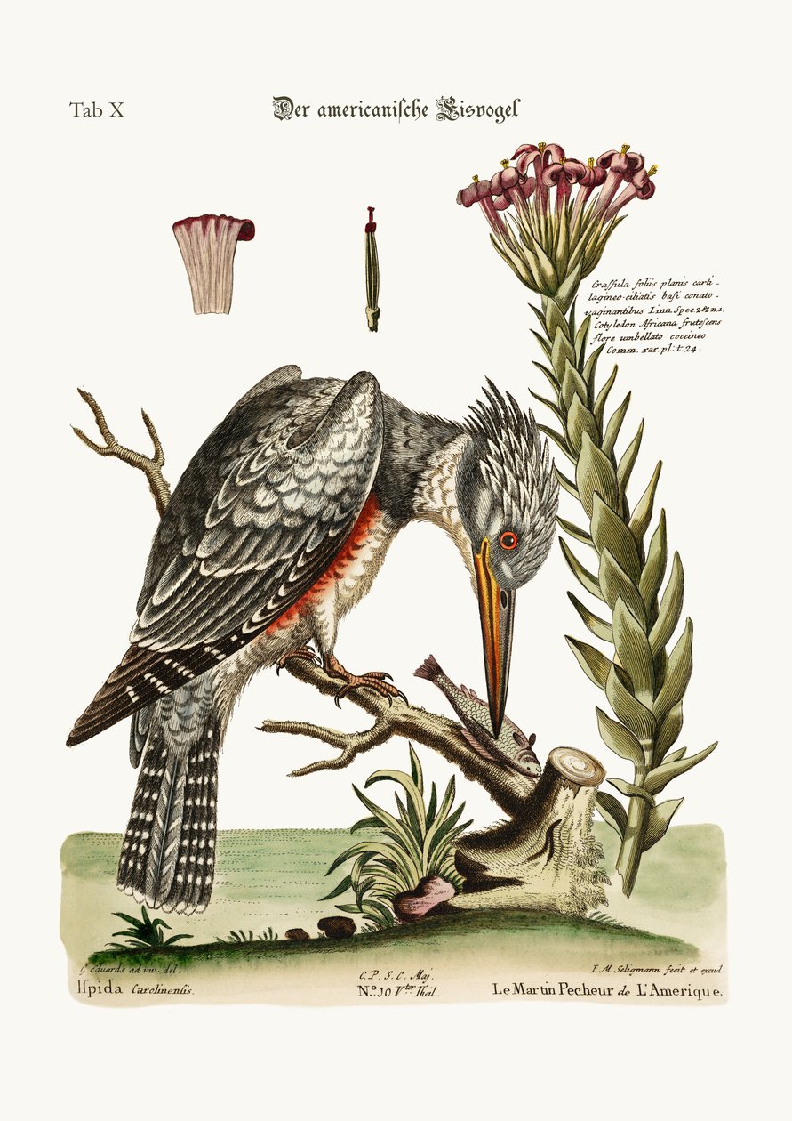 The American Kingfisher, 1749-73 av George Edwards