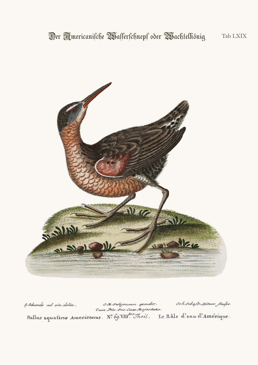 The American Water-Rail, 1749-73 av George Edwards