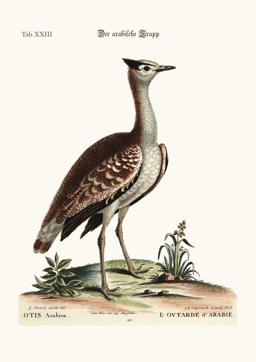 Den arabiske bustard, 1749-73 av George Edwards