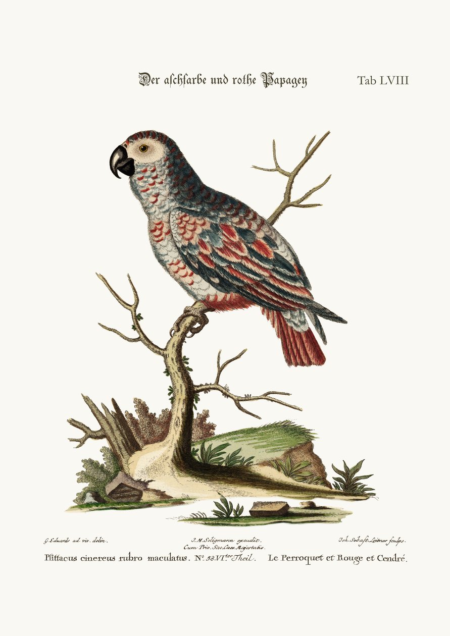 Den askefargede og røde papegøyen, 1749-73 av George Edwards