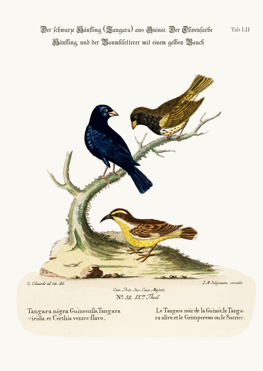 Den svarte linnet, den olivenfargede linnet og den gulmagede kryperen, 1749-73 av George Edwards