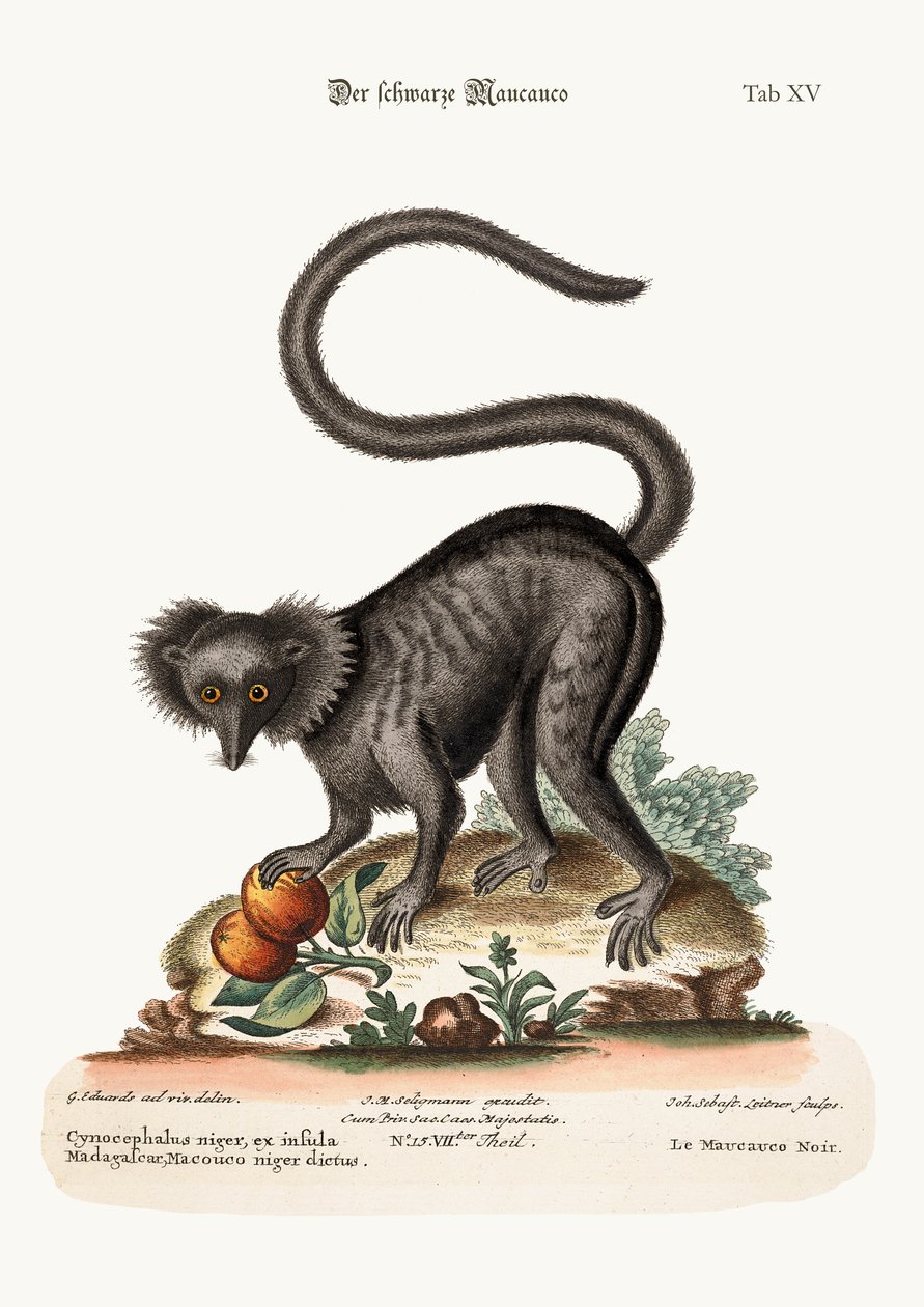 The Black Maucauco, 1749-73 av George Edwards