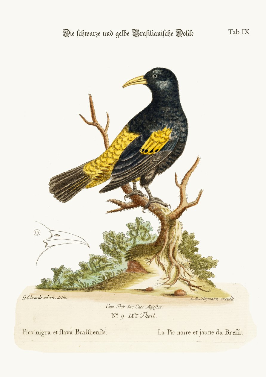 The Black and Yellow Dawn of Brazil, 1749-73 av George Edwards