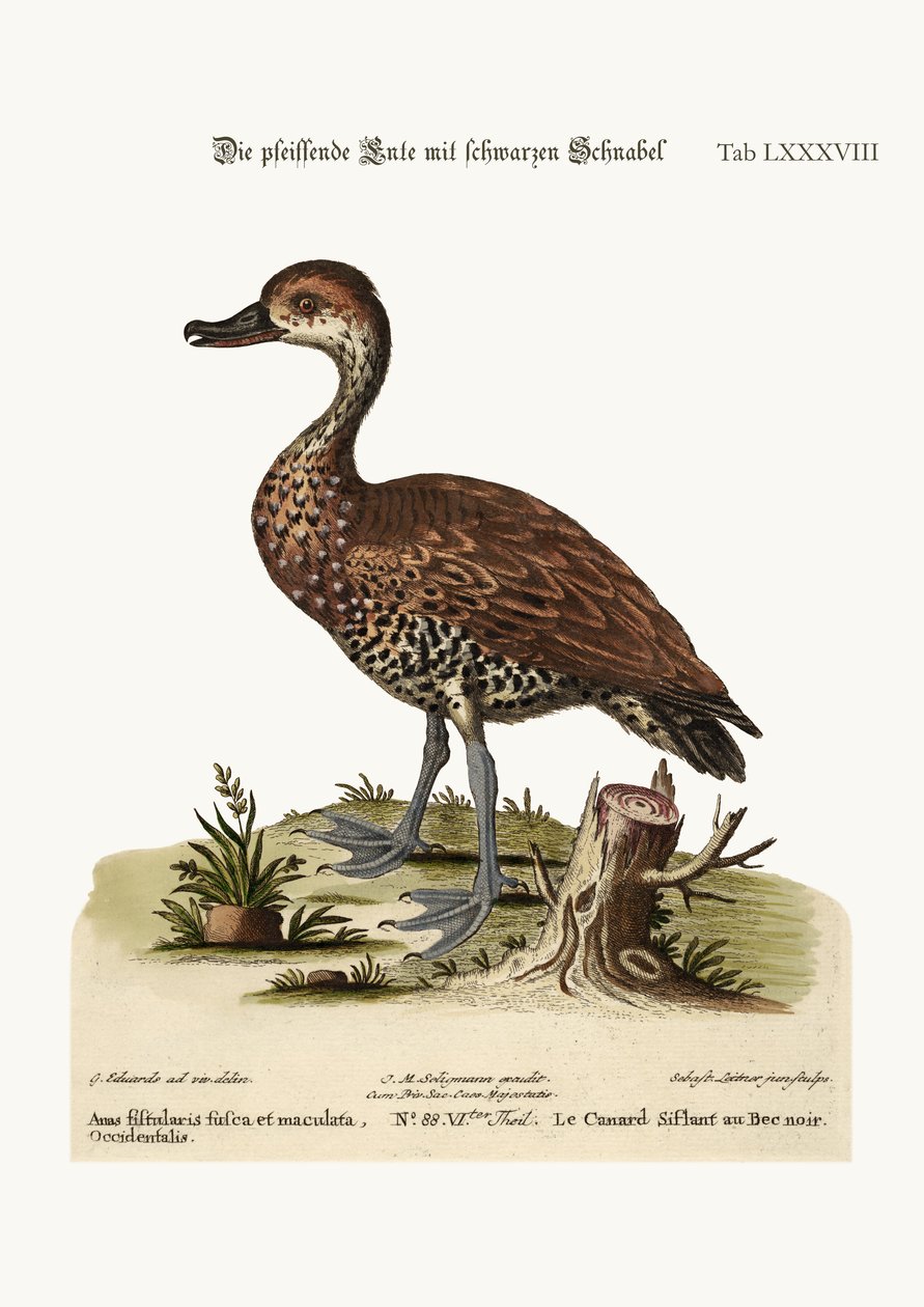 The Black-billed Whistling Duck, 1749-73 av George Edwards