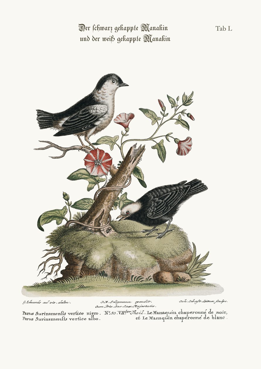 The Black-capped Manakin, og the White-capped Manakin, 1749-73 av George Edwards