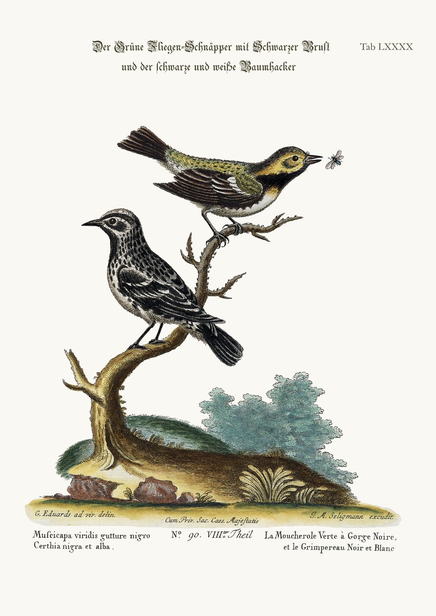 Den svartstrupede grønne fluesnapperen og den svarte og hvite slyngplanten, 1749-73 av George Edwards