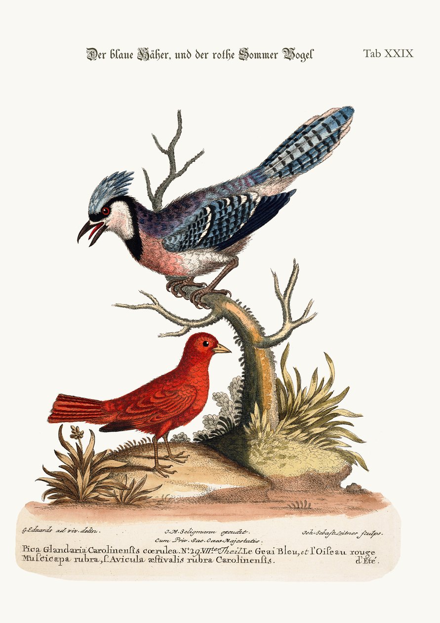 The Blue Jay, and the Summer Red-Bird, 1749-73 av George Edwards
