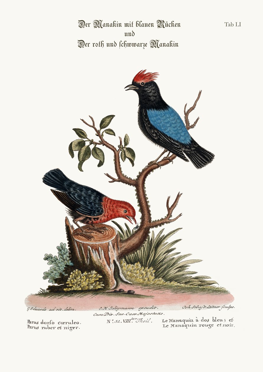 Den blåryggede Manakin, og den røde og svarte Manakin, 1749-73 av George Edwards