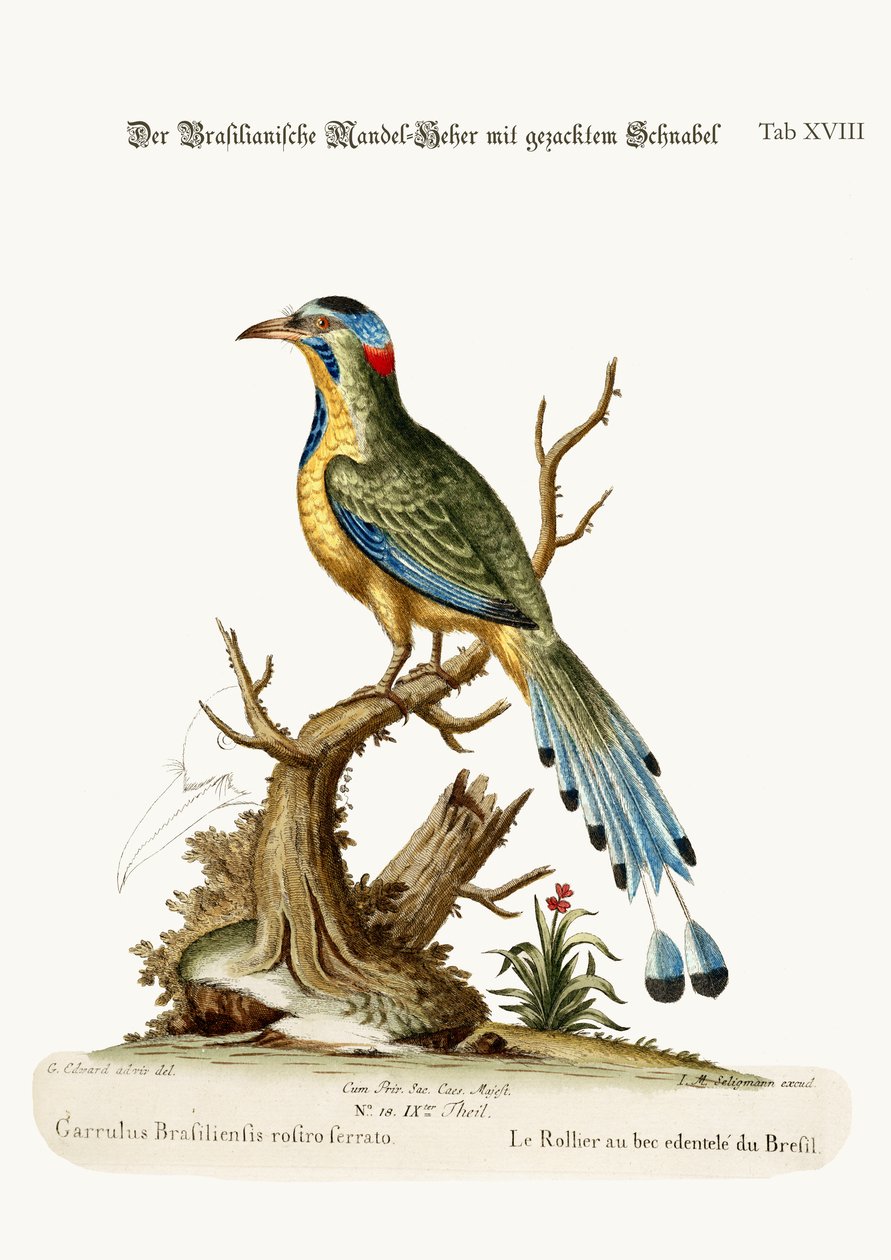 Den brasilianske sagnebbvalsen, 1749-73 av George Edwards