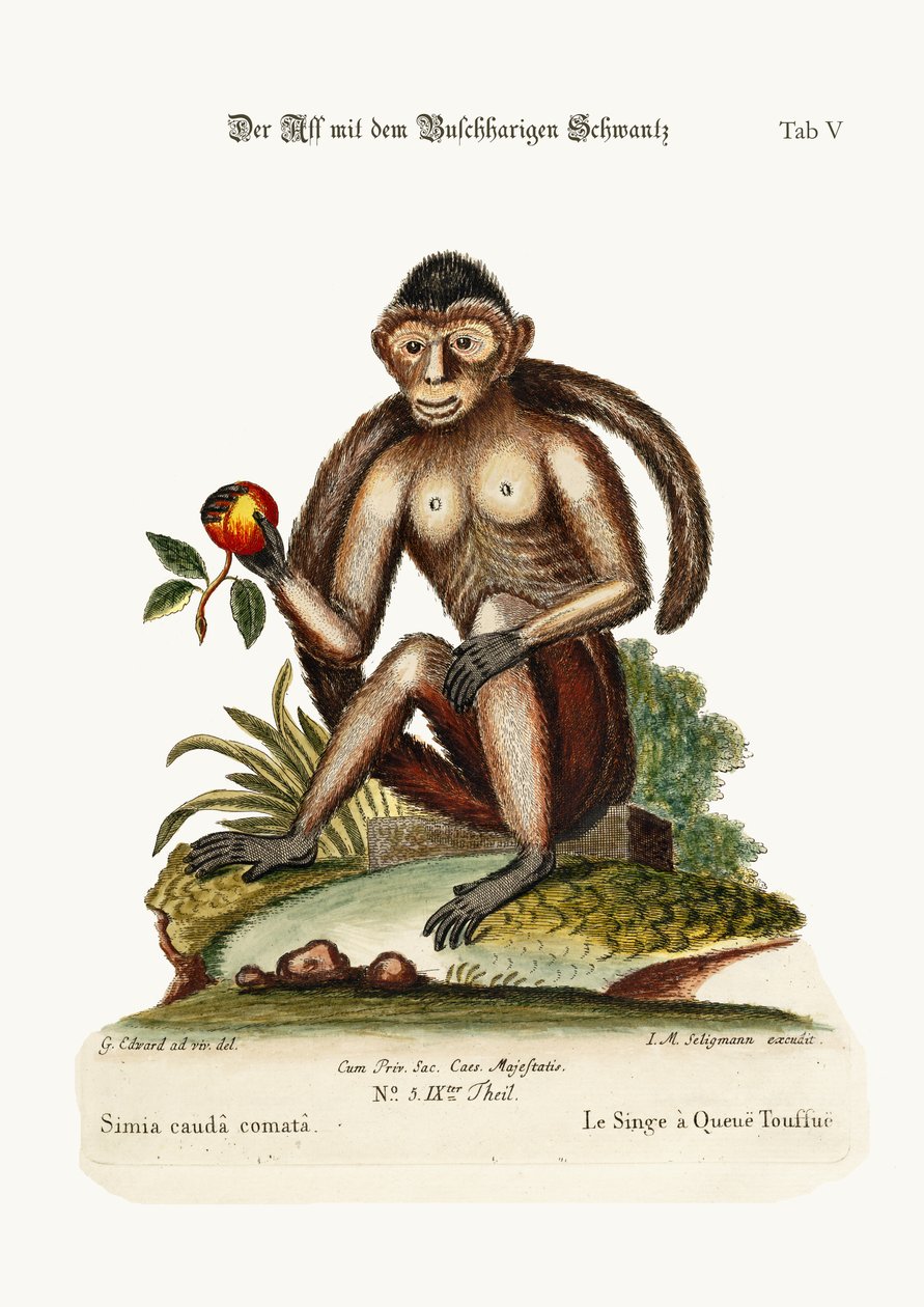 The Bush-tailed Monkey, 1749-73 av George Edwards
