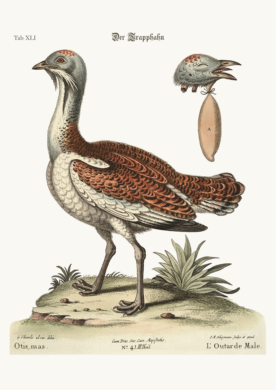 Bustard Cock, 1749-73 av George Edwards