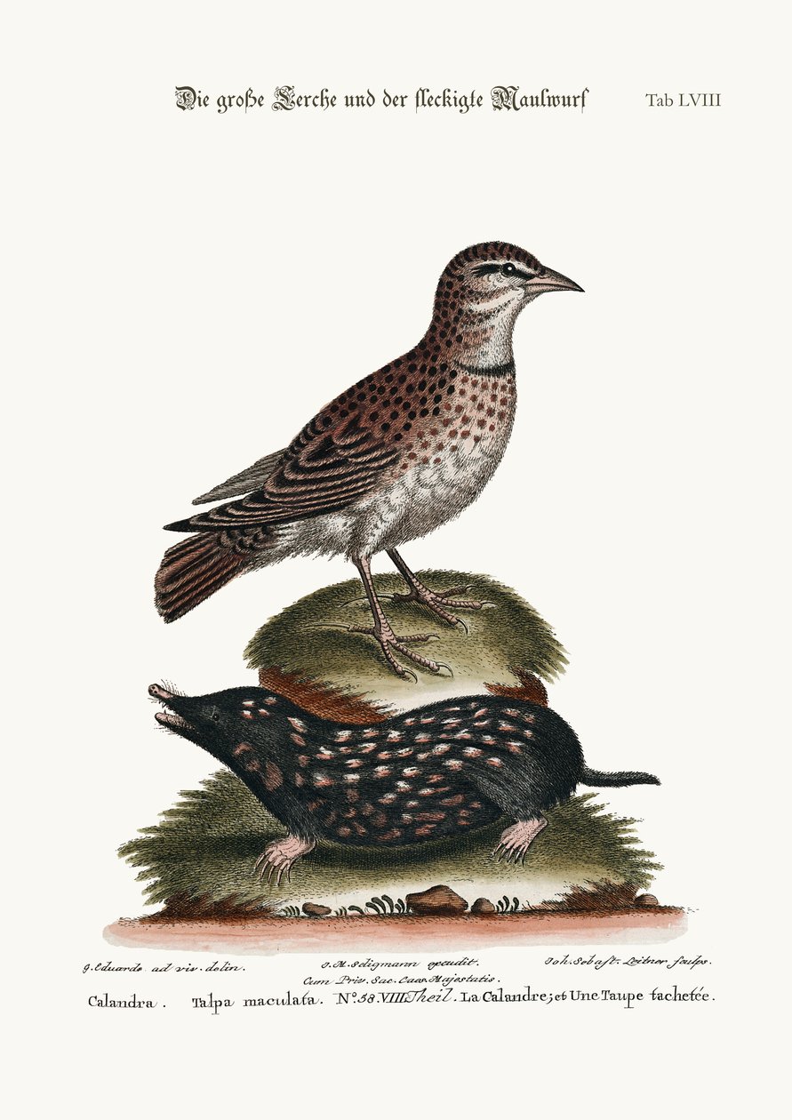 The Calandra, and the Spotted Mole, 1749-73 av George Edwards