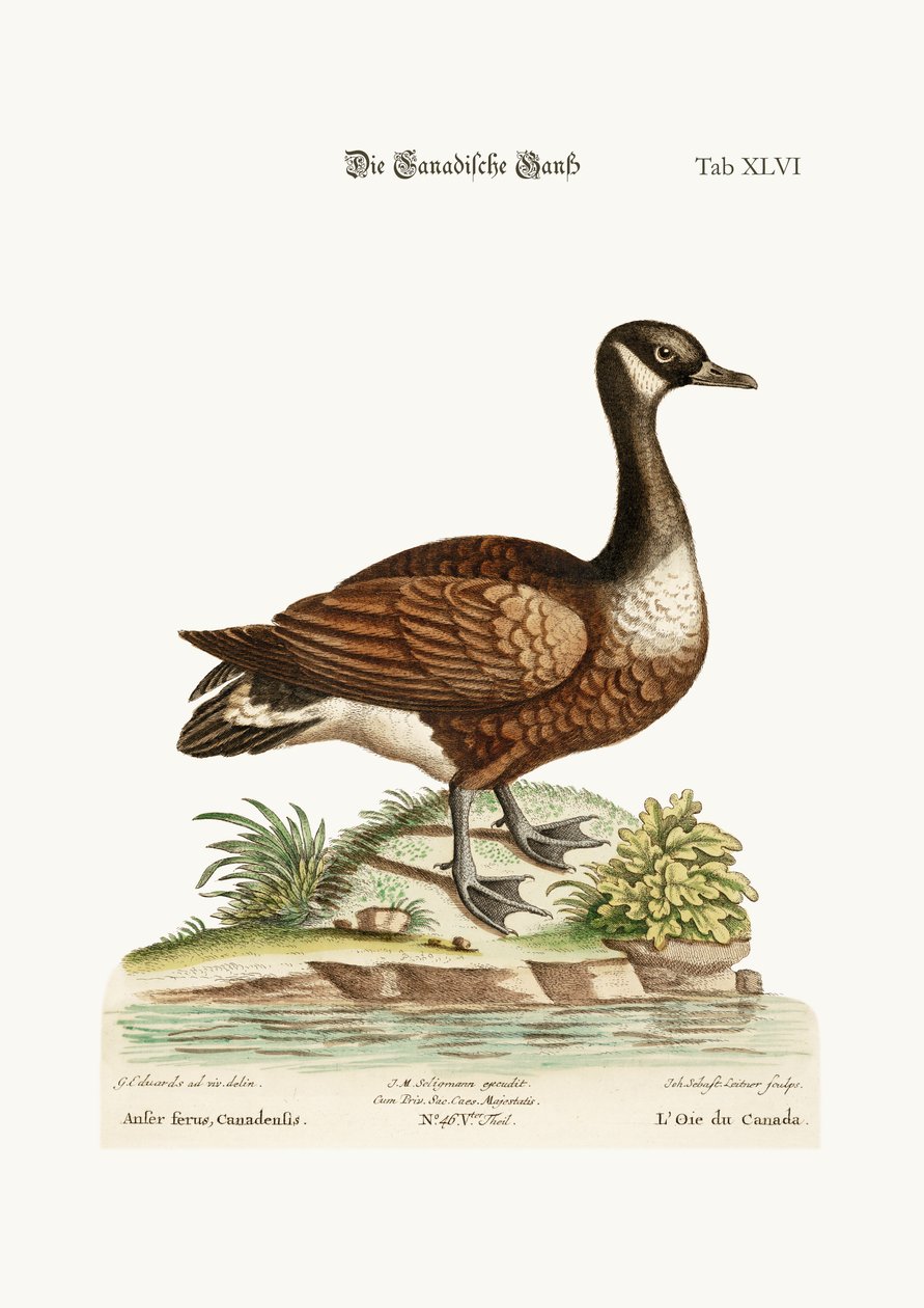 Canada Goose, 1749-73 av George Edwards