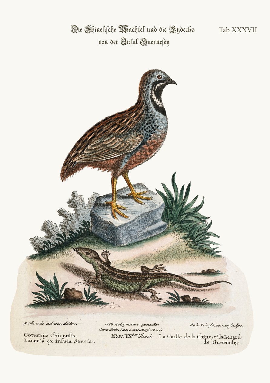 Den kinesiske vaktelen og Guernsey Lizard, 1749-73 av George Edwards