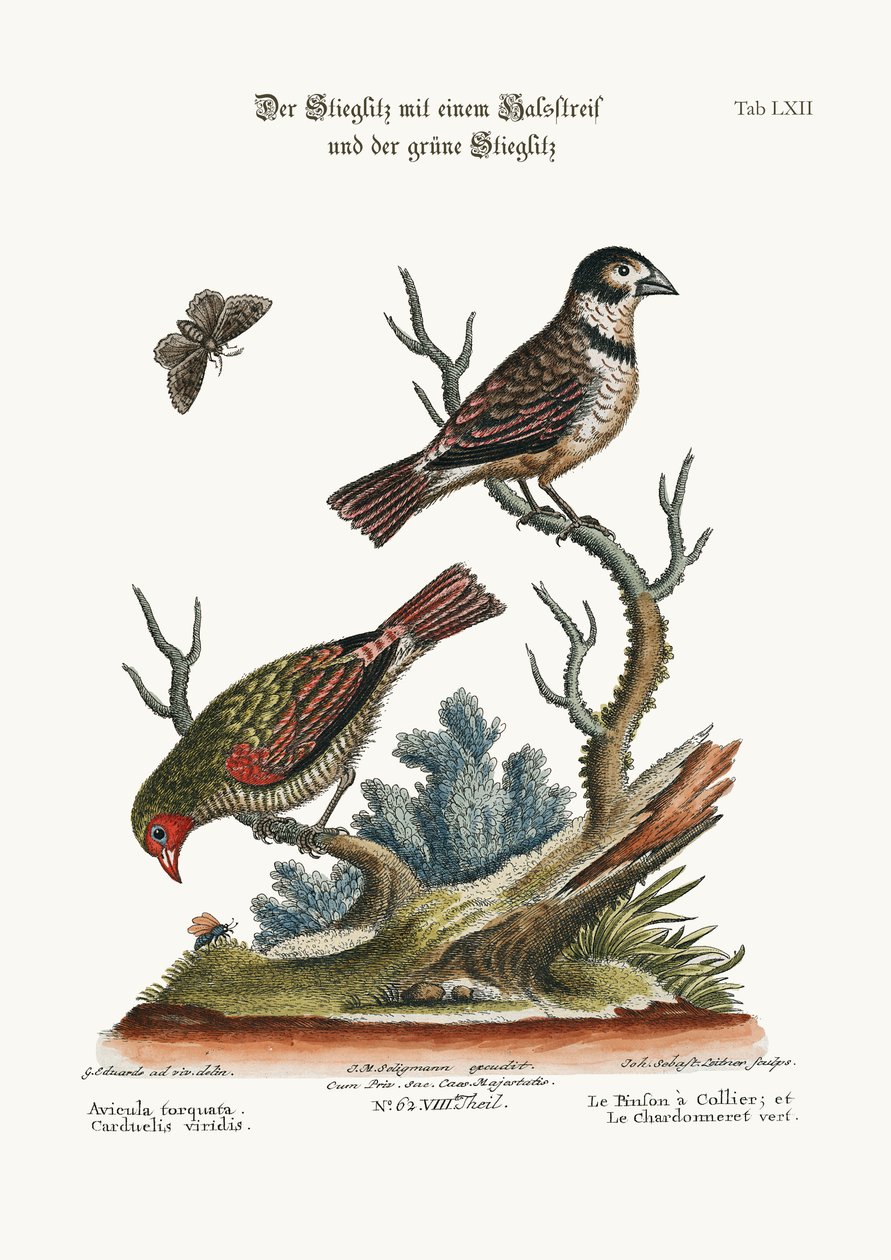 The Collared Finch, and the Green Goldfinch, 1749-73 av George Edwards