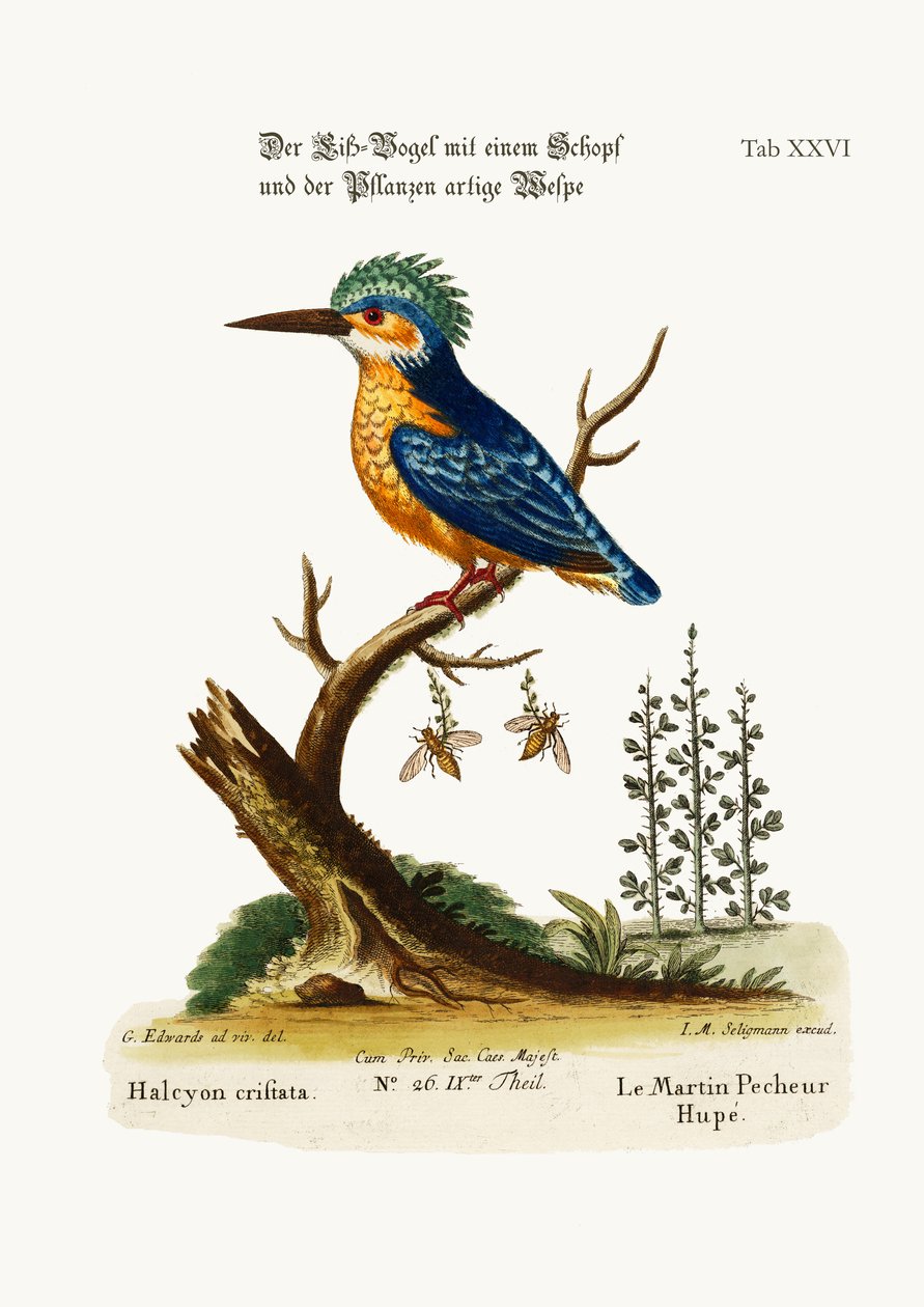 The Crested Kingfisher, 1749-73 av George Edwards