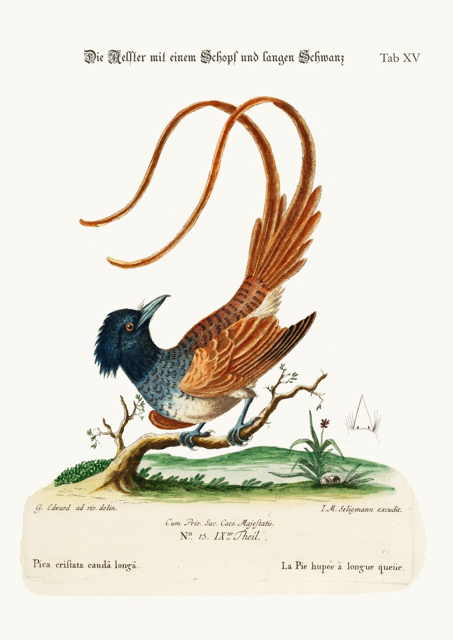 The Crested Long-tailed Pye, 1749-73 av George Edwards