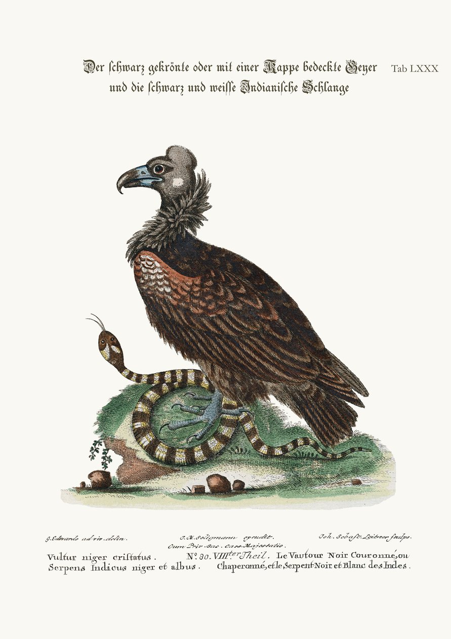 The Crested or Coped Black Vulture, and the Black and White Indian Snake, 1749-73 av George Edwards