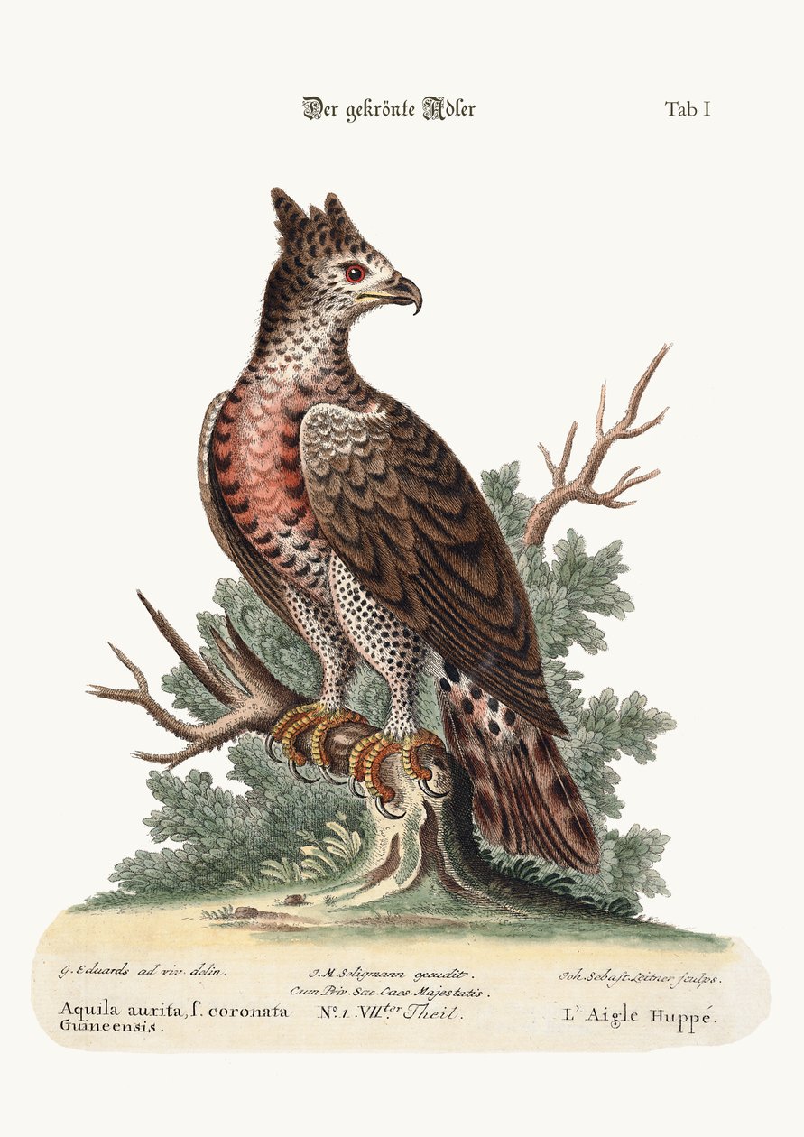 The Crowned Eagle, 1749-73 av George Edwards