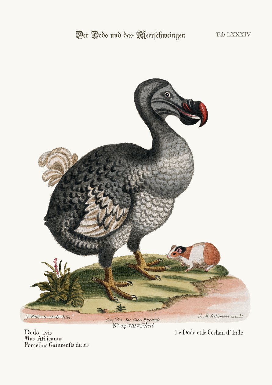 The Dodo, and the Guinea Pig, 1749-73 av George Edwards