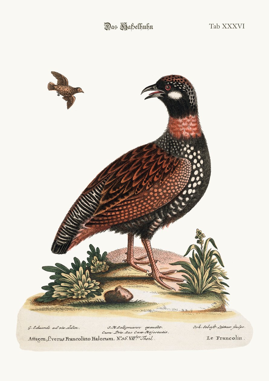 The Francolin, 1749-73 av George Edwards
