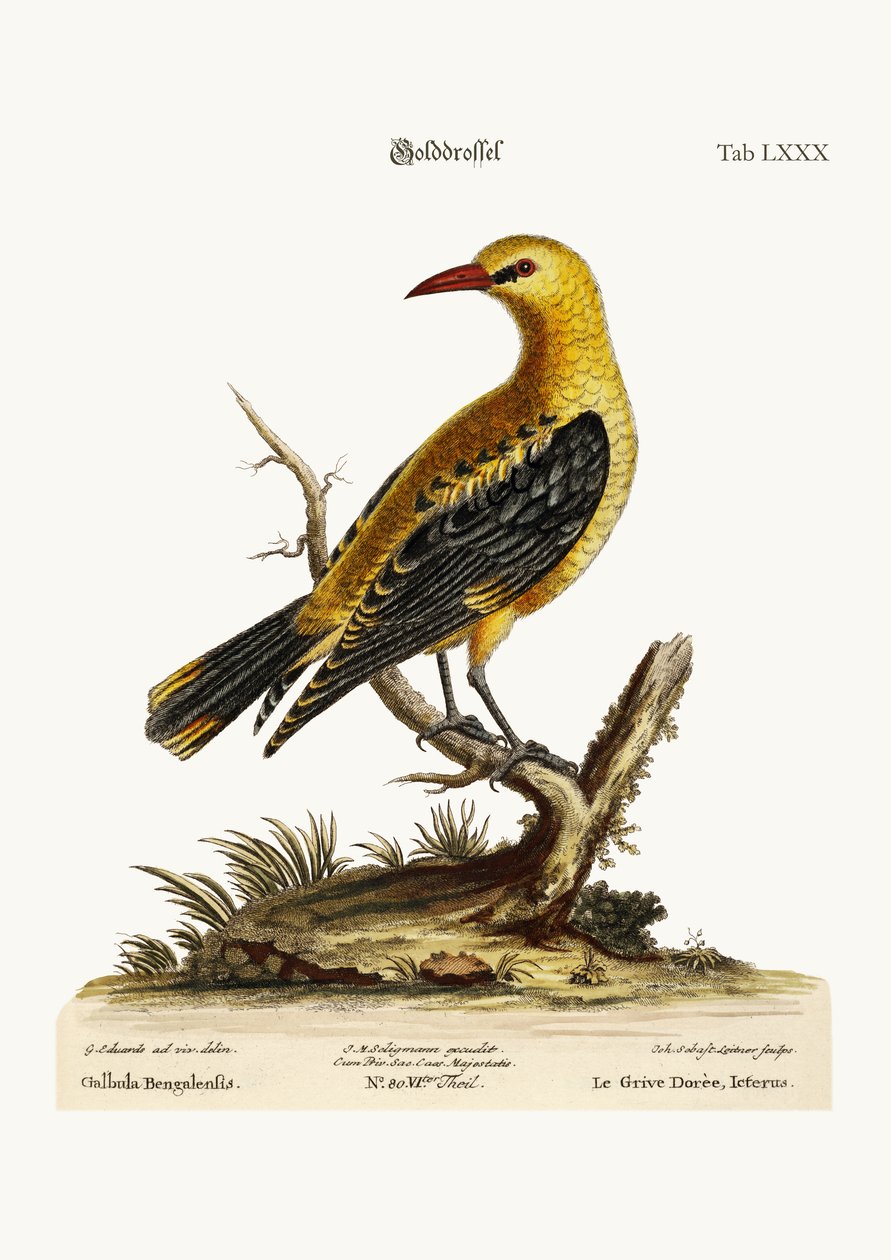 The Golden Thrush, 1749-73 av George Edwards