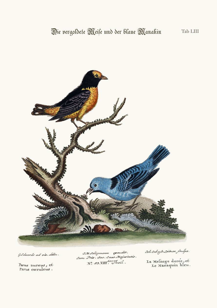 Den gyldne meis-mus og den blå manakin, 1749-73 av George Edwards