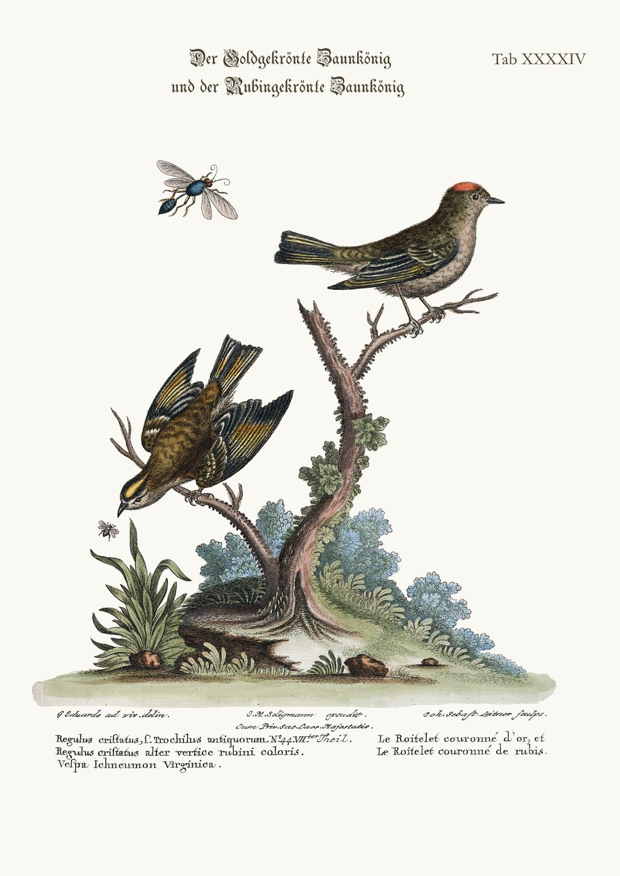 The Golden-crowned Wren, and the Ruby-crowned Wren, 1749-73 av George Edwards
