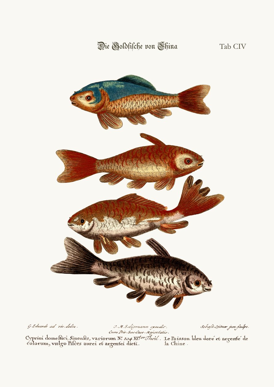 Gullfisken fra Kina, 1749-73 av George Edwards