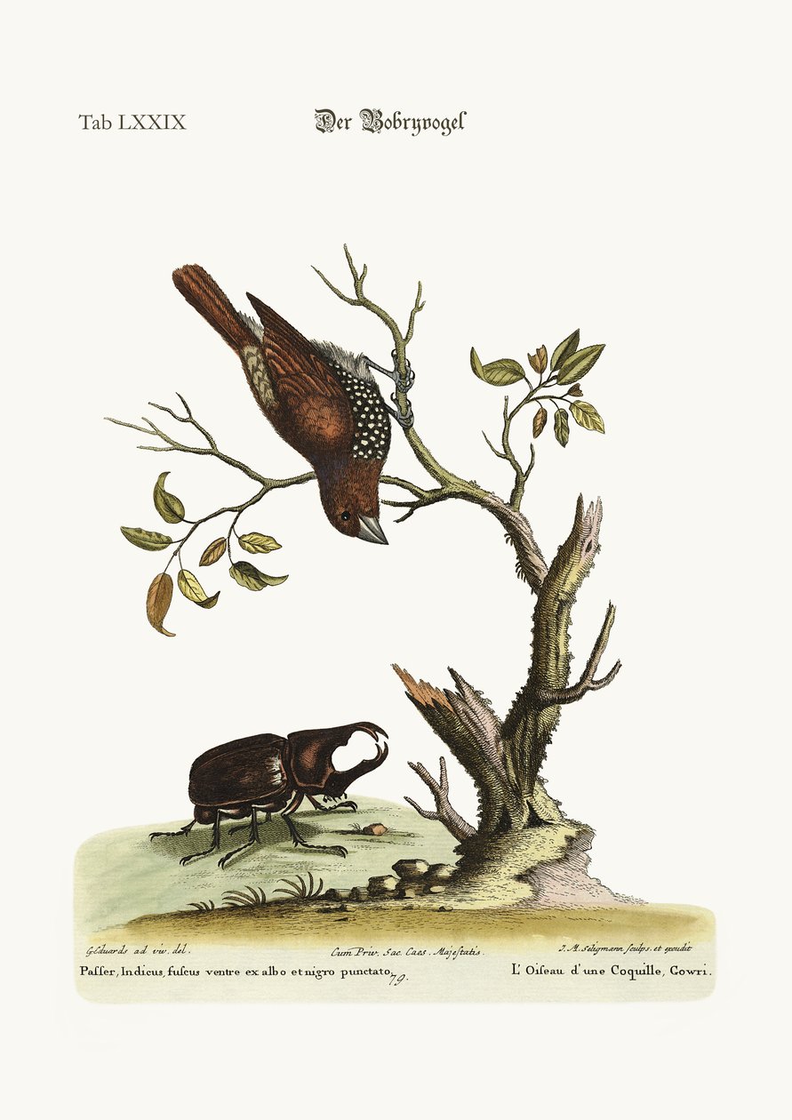 Gowry Bird, 1749-73 av George Edwards
