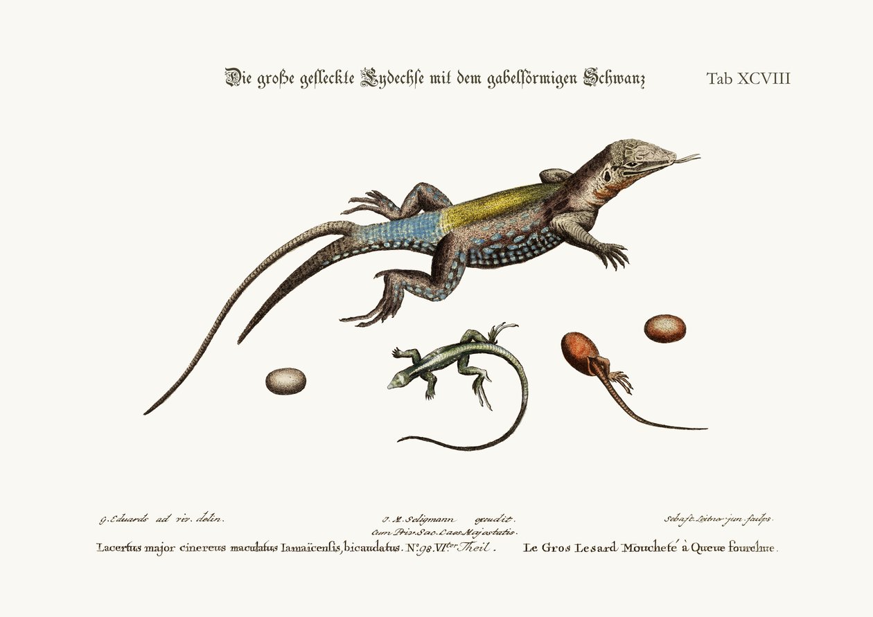 The Great Spotted Lizard med en gaffelformet hale, 1749-73 av George Edwards