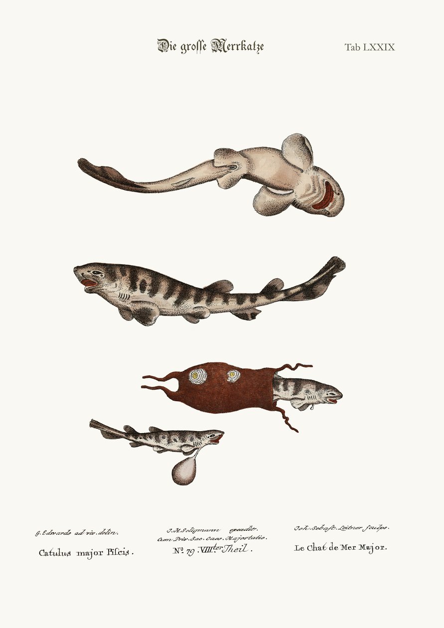 The Greater Cat-Fish, 1749-73 av George Edwards