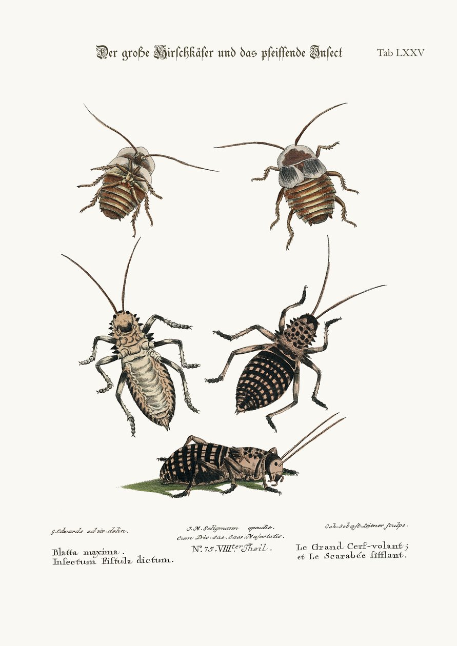 The Greater Cockroach, and the Whistle Insect, 1749-73 av George Edwards