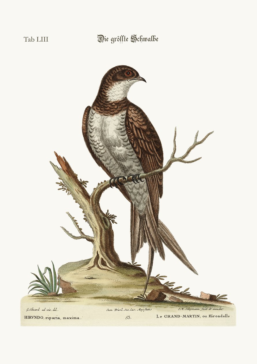 The Greatest Martin or Swift, 1749-73 av George Edwards