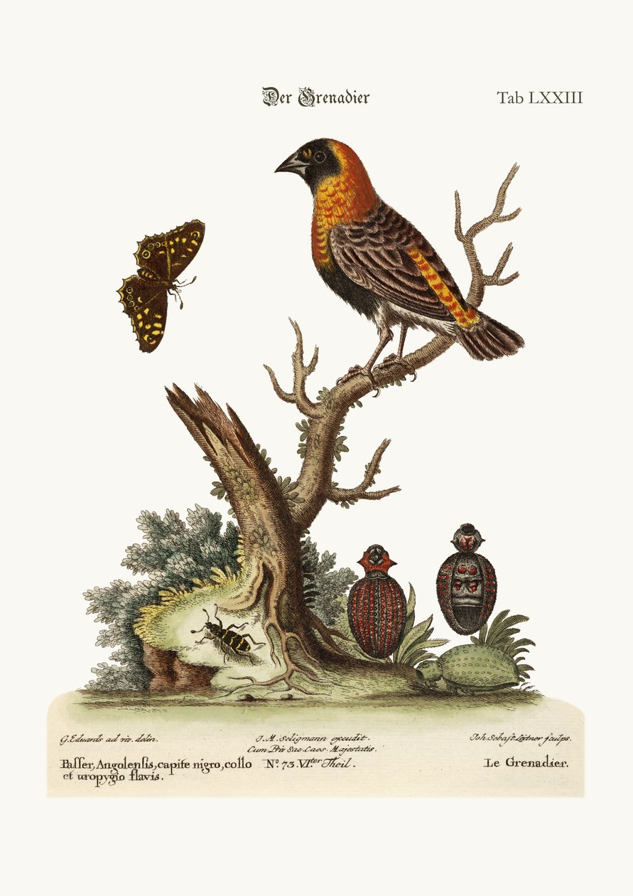 Grenaderen, 1749-73 av George Edwards
