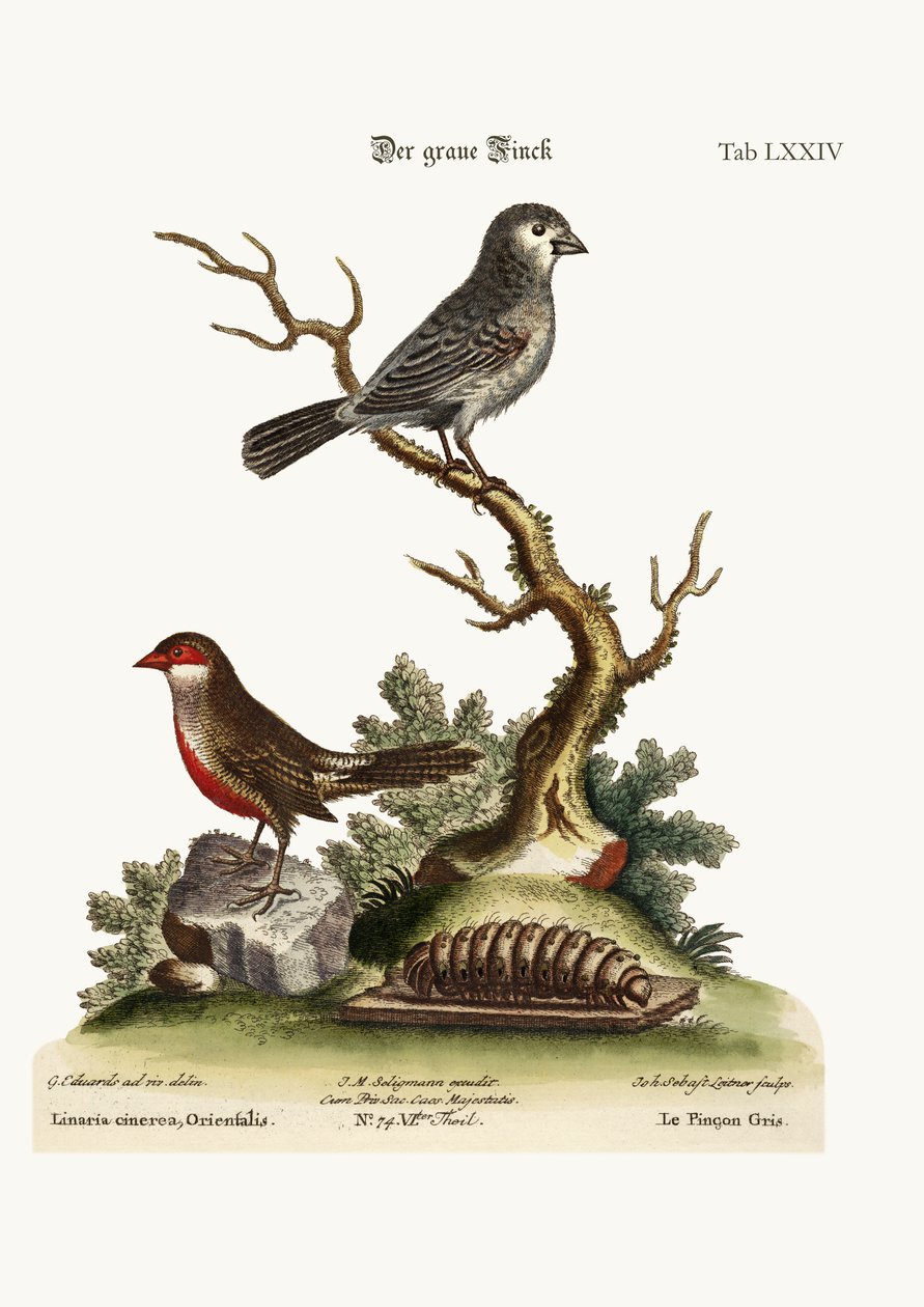 Den grå finken. The Wax Bill, 1749-73 av George Edwards