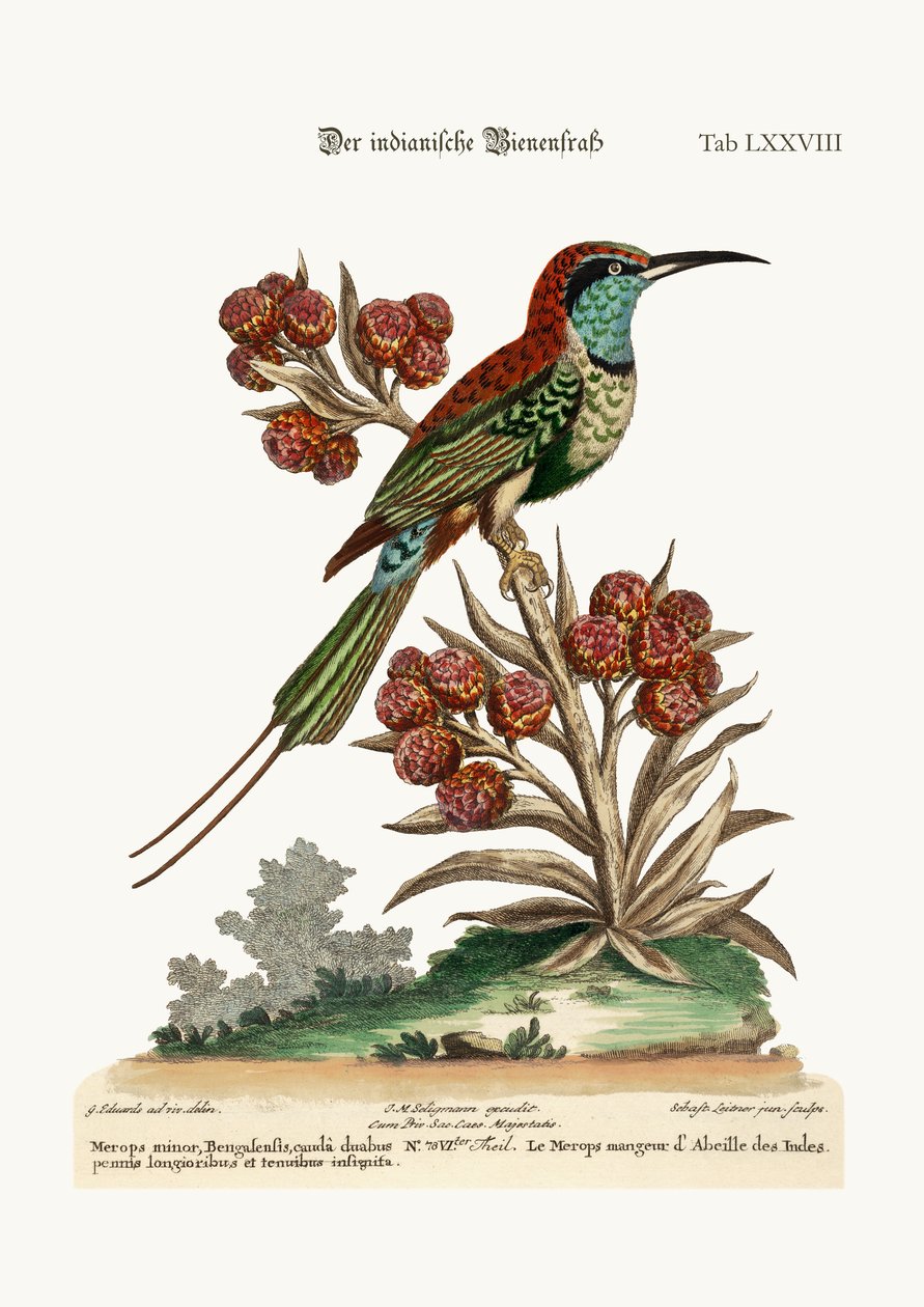 Den indiske bieter, 1749-73 av George Edwards