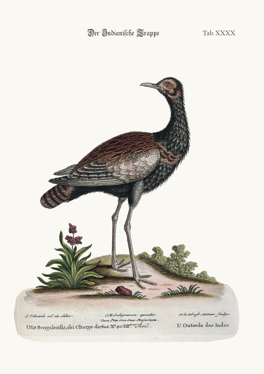 The Indian Bustard, 1749-73 av George Edwards