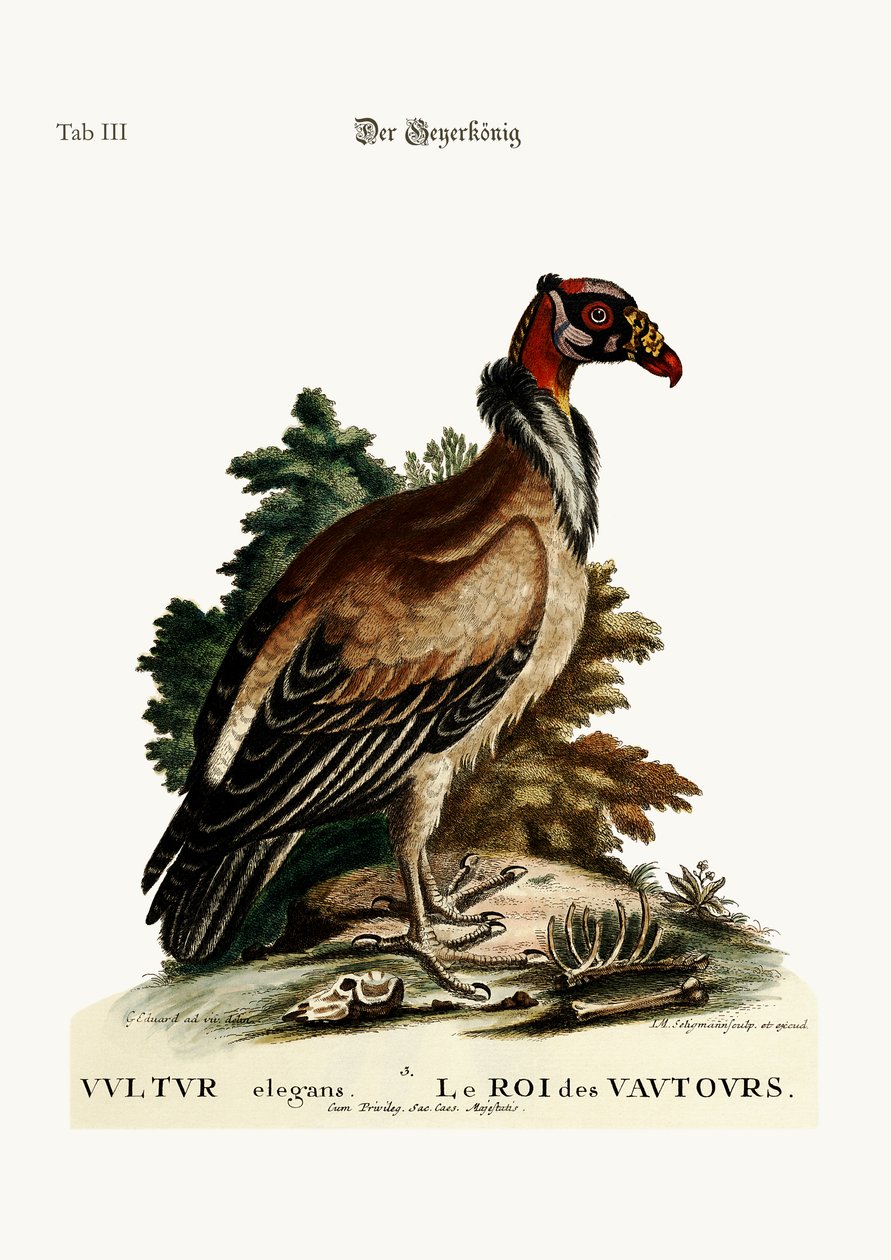 The King of the Vultures, 1749-73 av George Edwards
