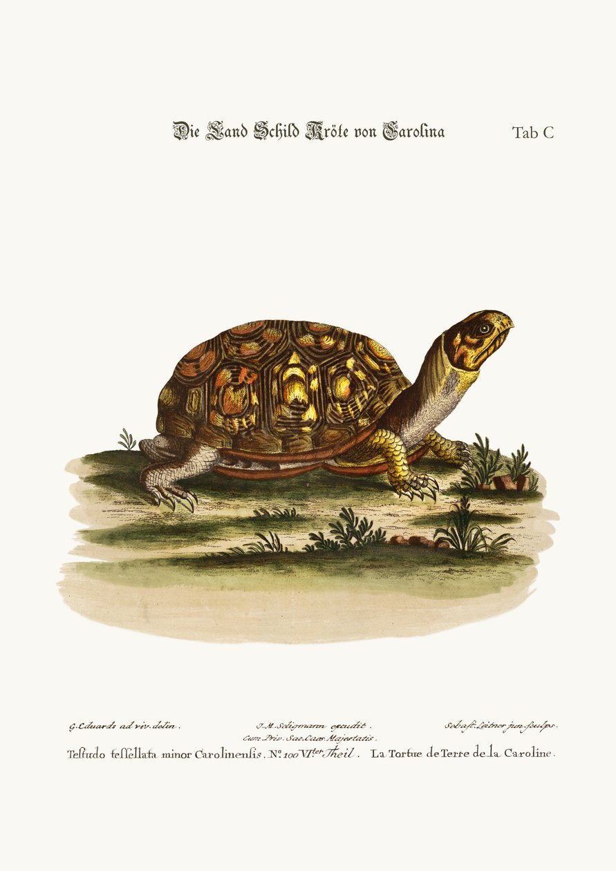 Landskilpadden fra Carolina, 1749-73 av George Edwards