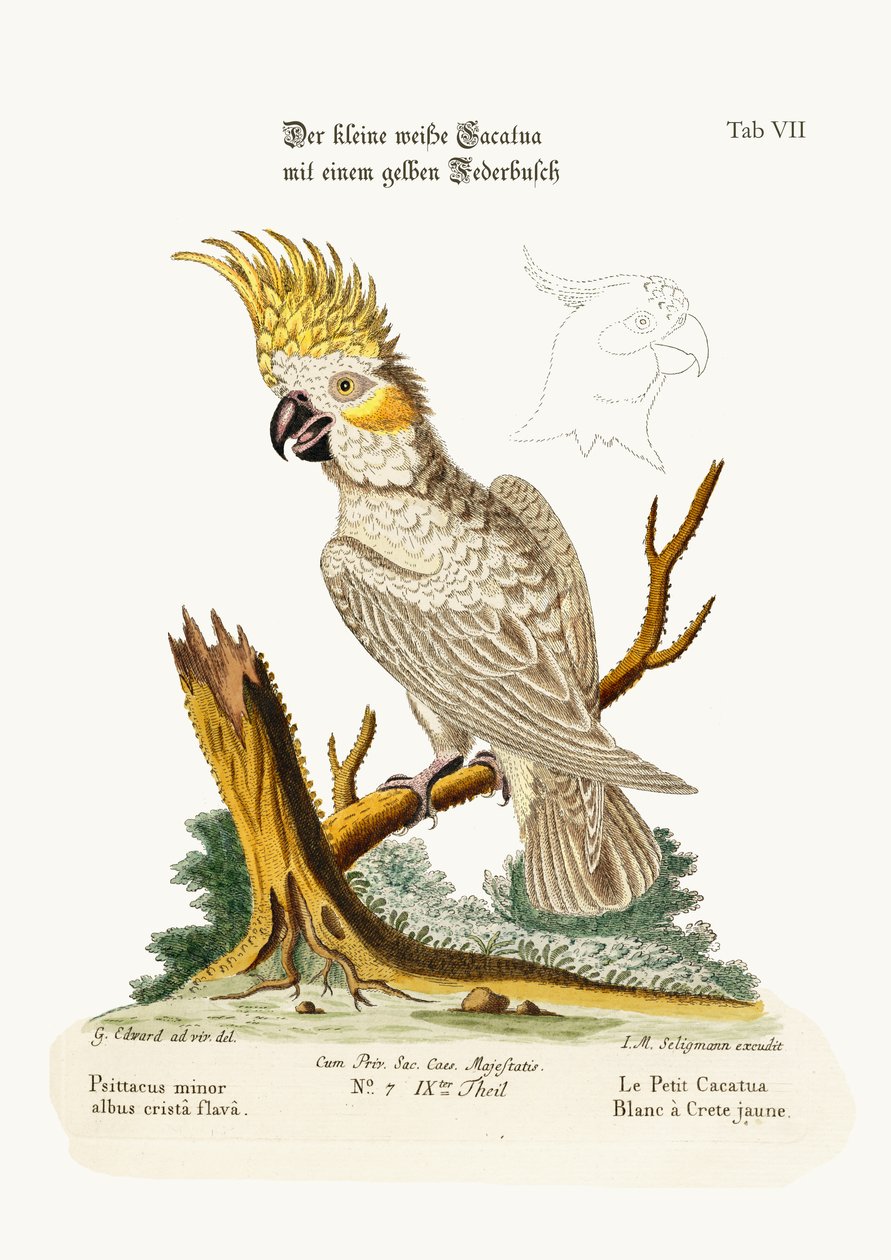 Den lille hvite kakaduen med en gul emblem, 1749-73 av George Edwards