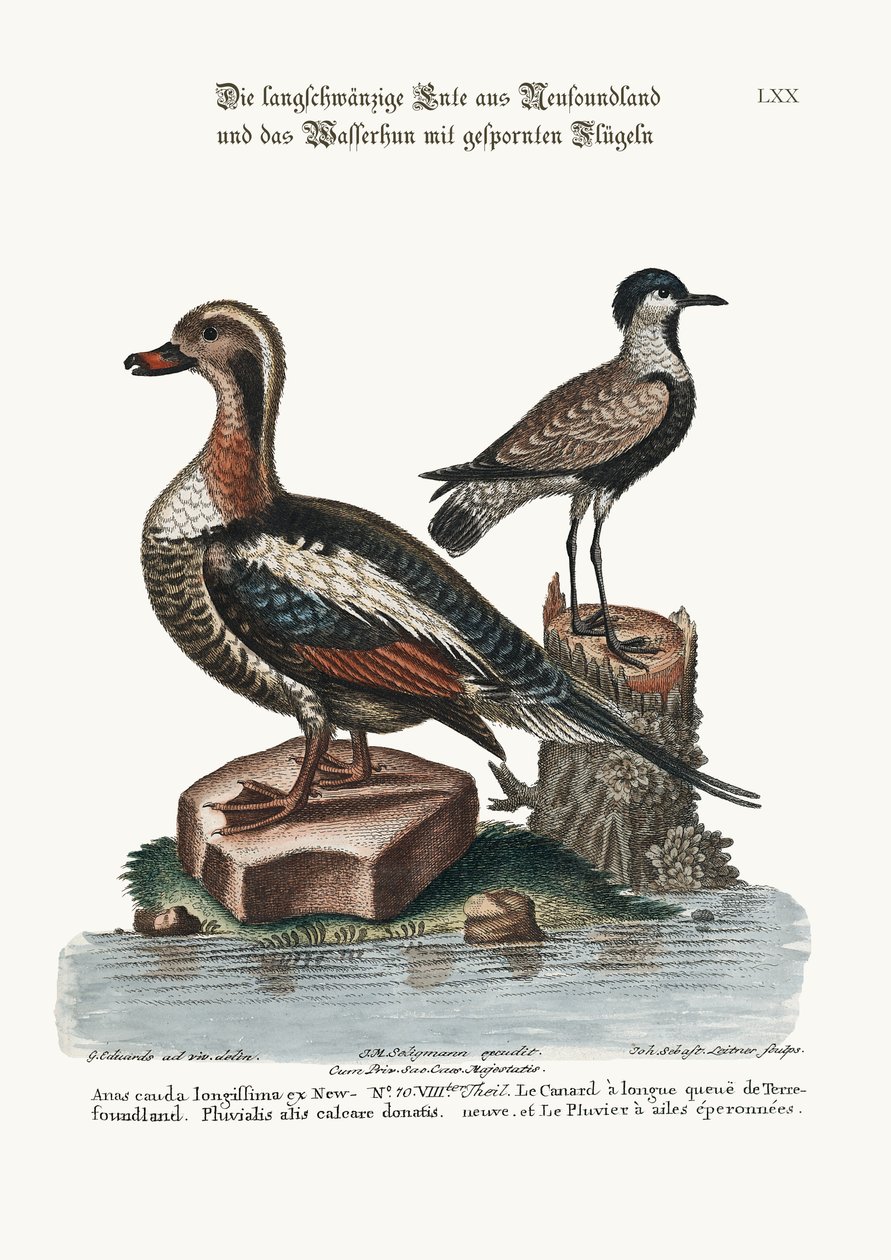 Langhaleanden fra Newfoundland, og sporvinget plover, 1749-73 av George Edwards