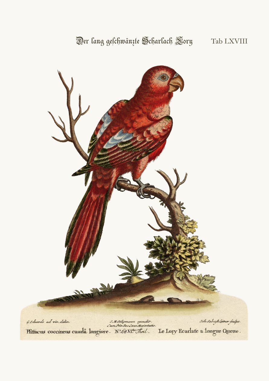 The Long-tailed Scarlet Lory, 1749-73 av George Edwards