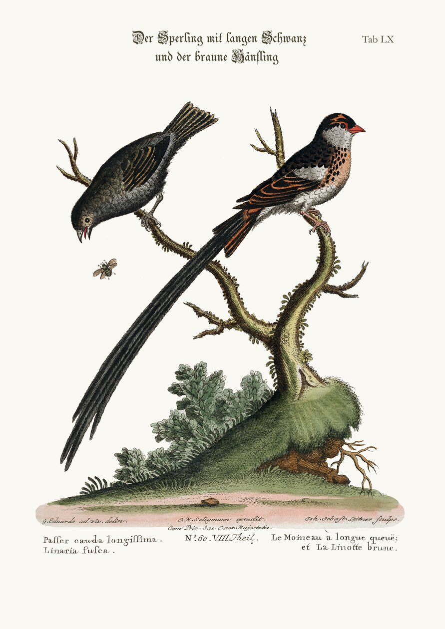 Langhalespurven og den mørke linnet, 1749-73 av George Edwards