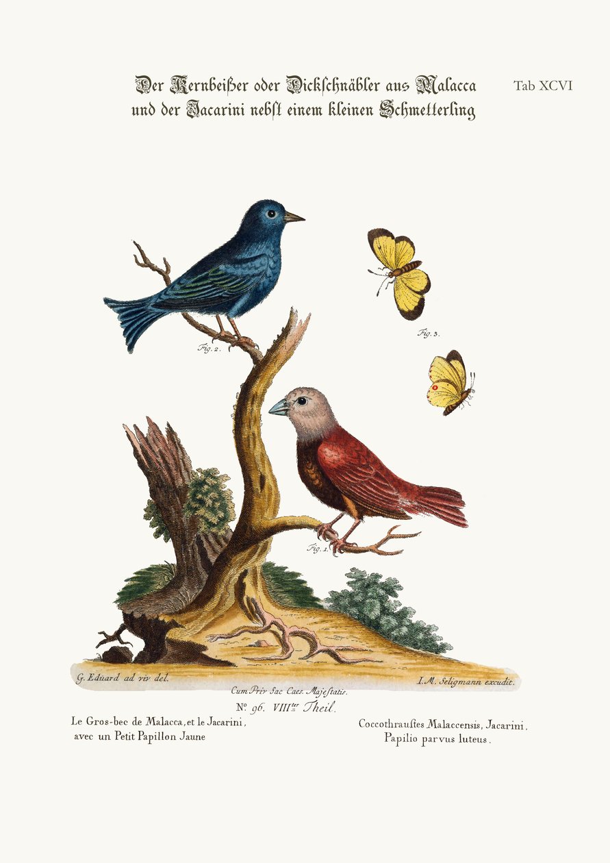 Malacca Gros-nebb, Jacarini og den lille gule sommerfuglen, 1749-73 av George Edwards