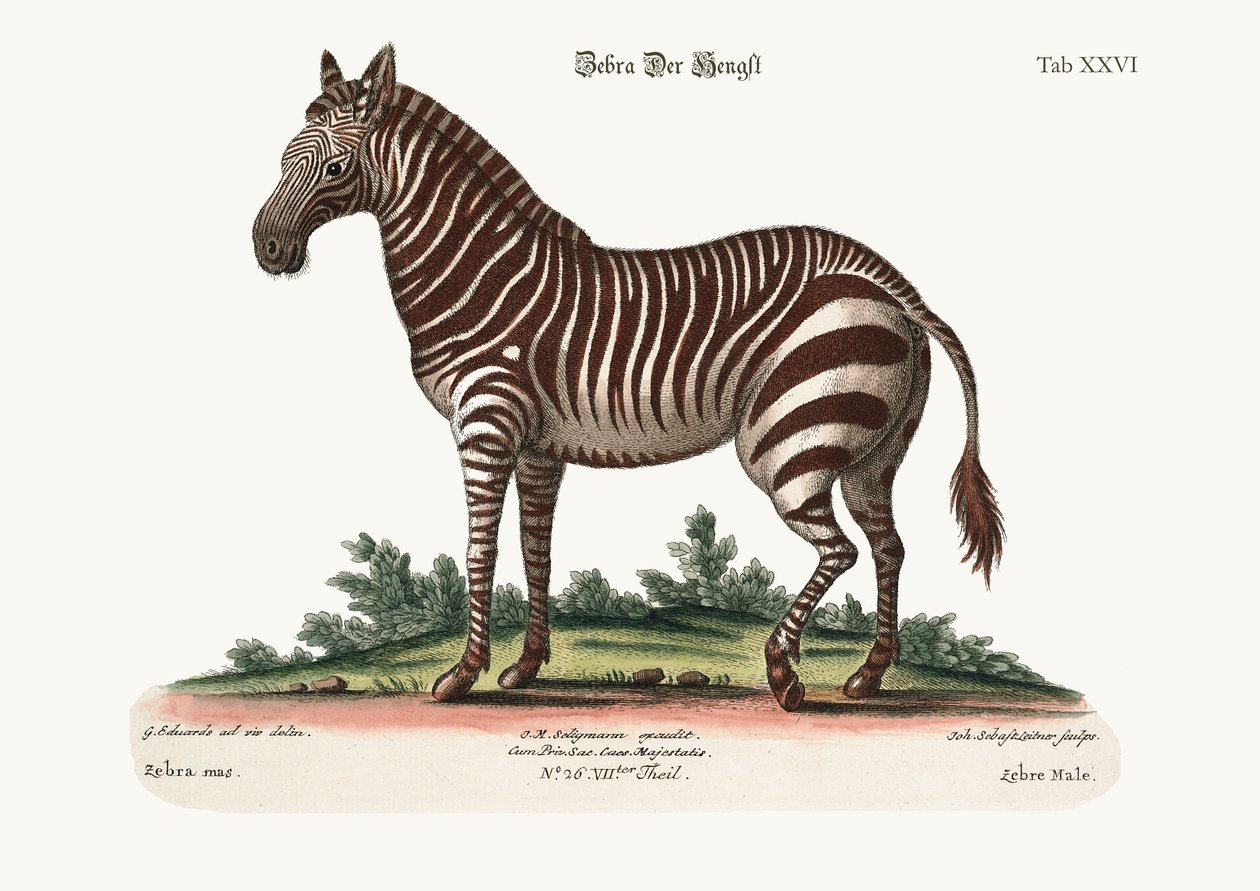 Den mannlige sebraen, 1749-73 av George Edwards