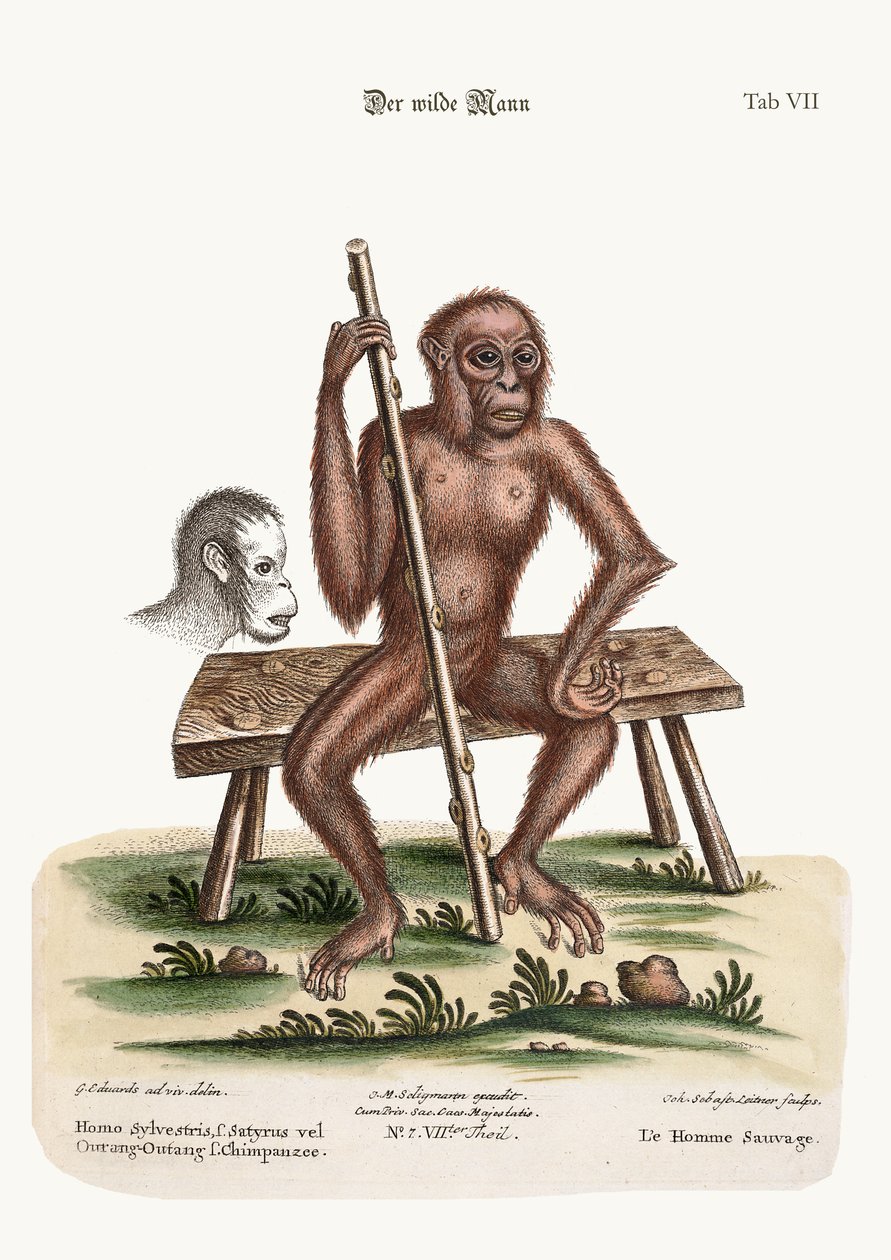 The Man of the Woods, 1749-73 av George Edwards