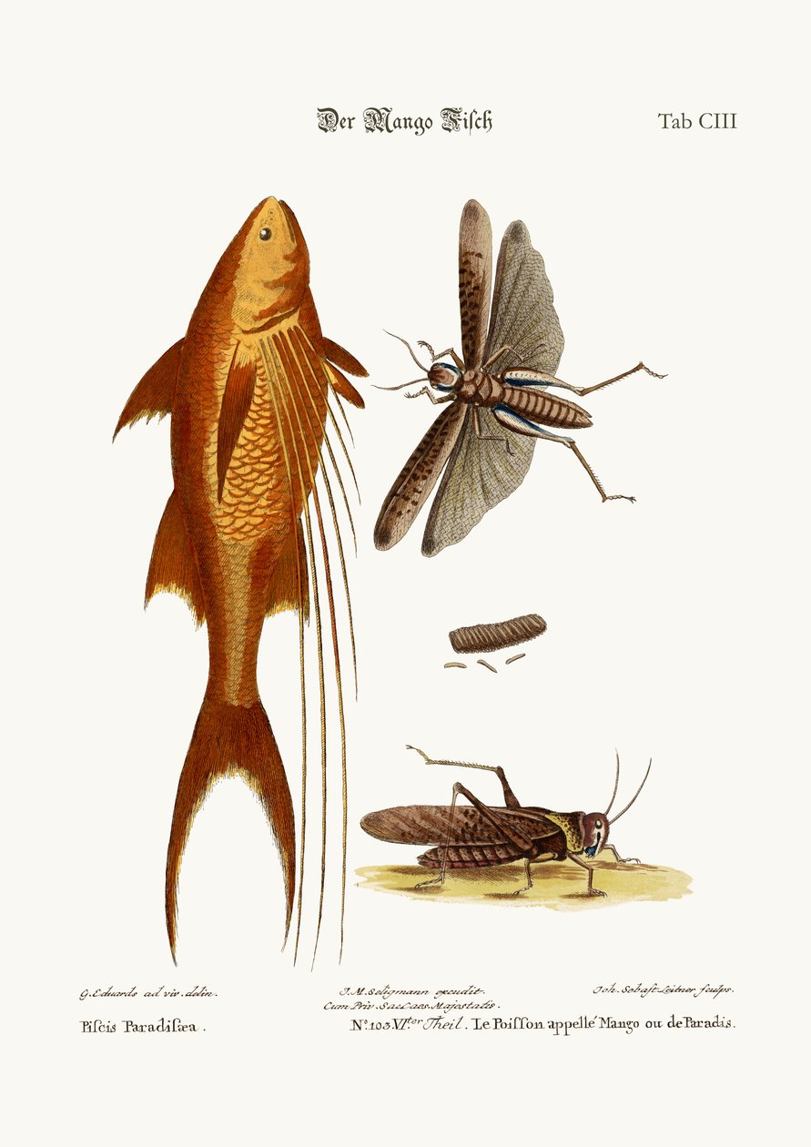 Mango-fisken. The Great Brown Locust, 1749-73 av George Edwards